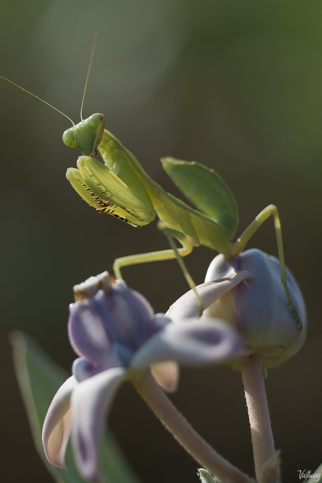 Mantis in homeland