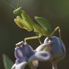 Mantis in homeland