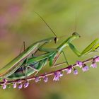 ~~ Mantis in Love ~~ 3 ~~