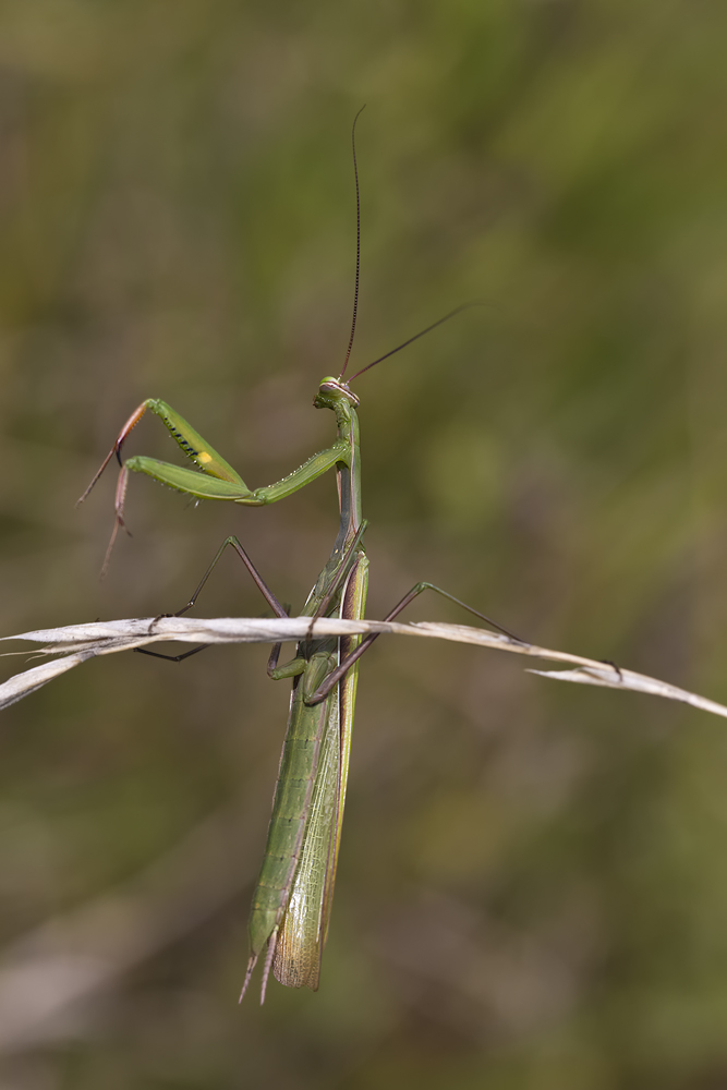 Mantis macht Spagat