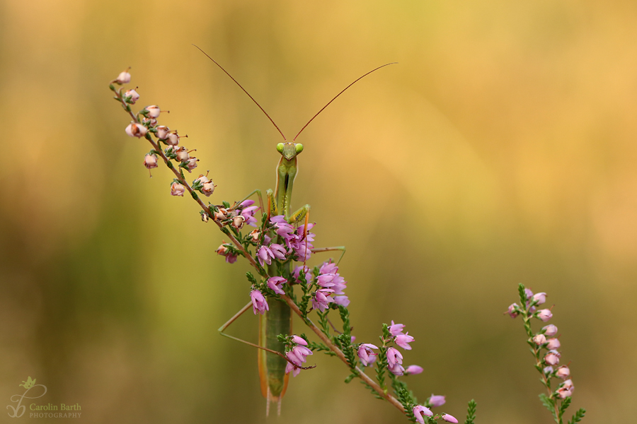 Mantis Männchen