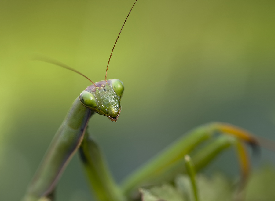 Mantis mal mit Offenblende