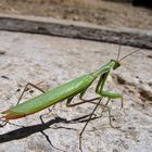 mantis mantis