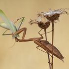 Mantis mit Beute