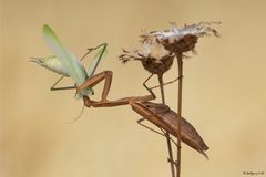 Mantis mit Beute