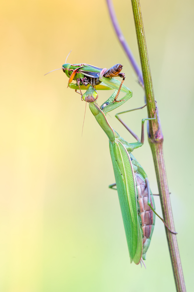 Mantis mit "Double Whopper"