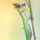 Mantis mit "Double Whopper"