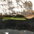 Mantis mit frisch gelegter Oothek