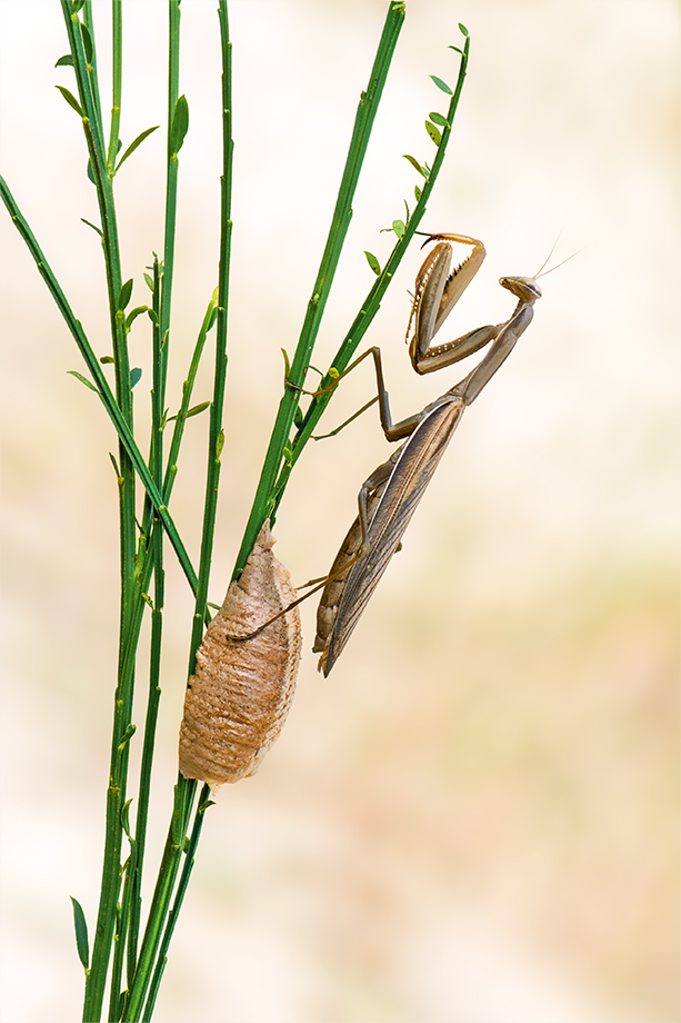 Mantis mit Oothek