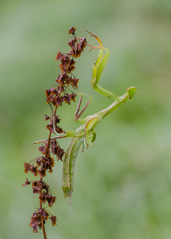 Mantis mit Regenschaden