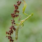 Mantis mit Regenschaden