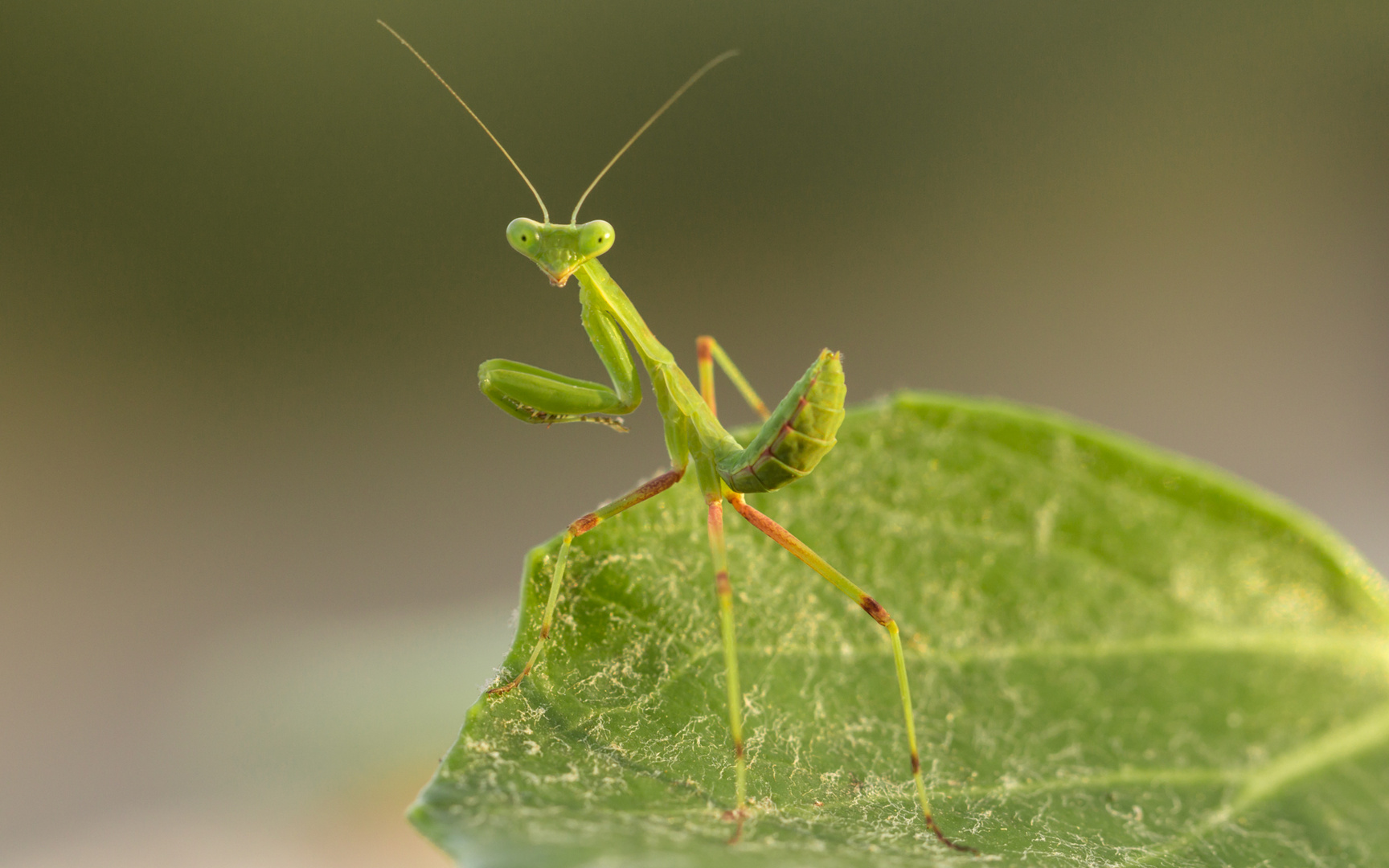 Mantis on guard