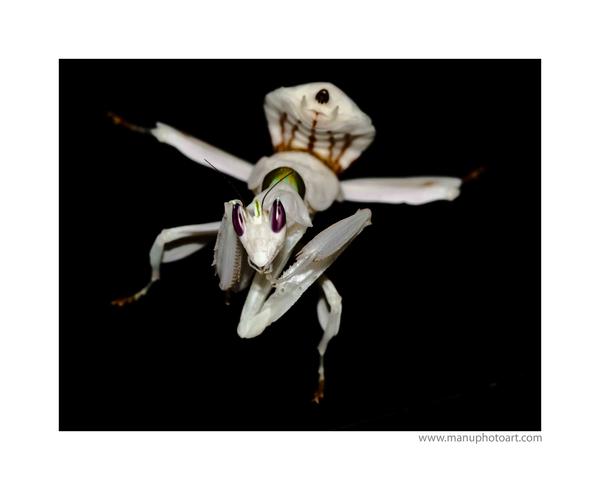 Mantis Orquidea