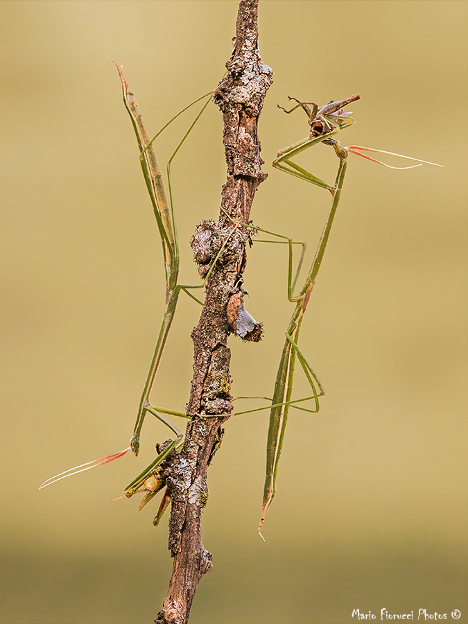 Mantis palo simetricas)