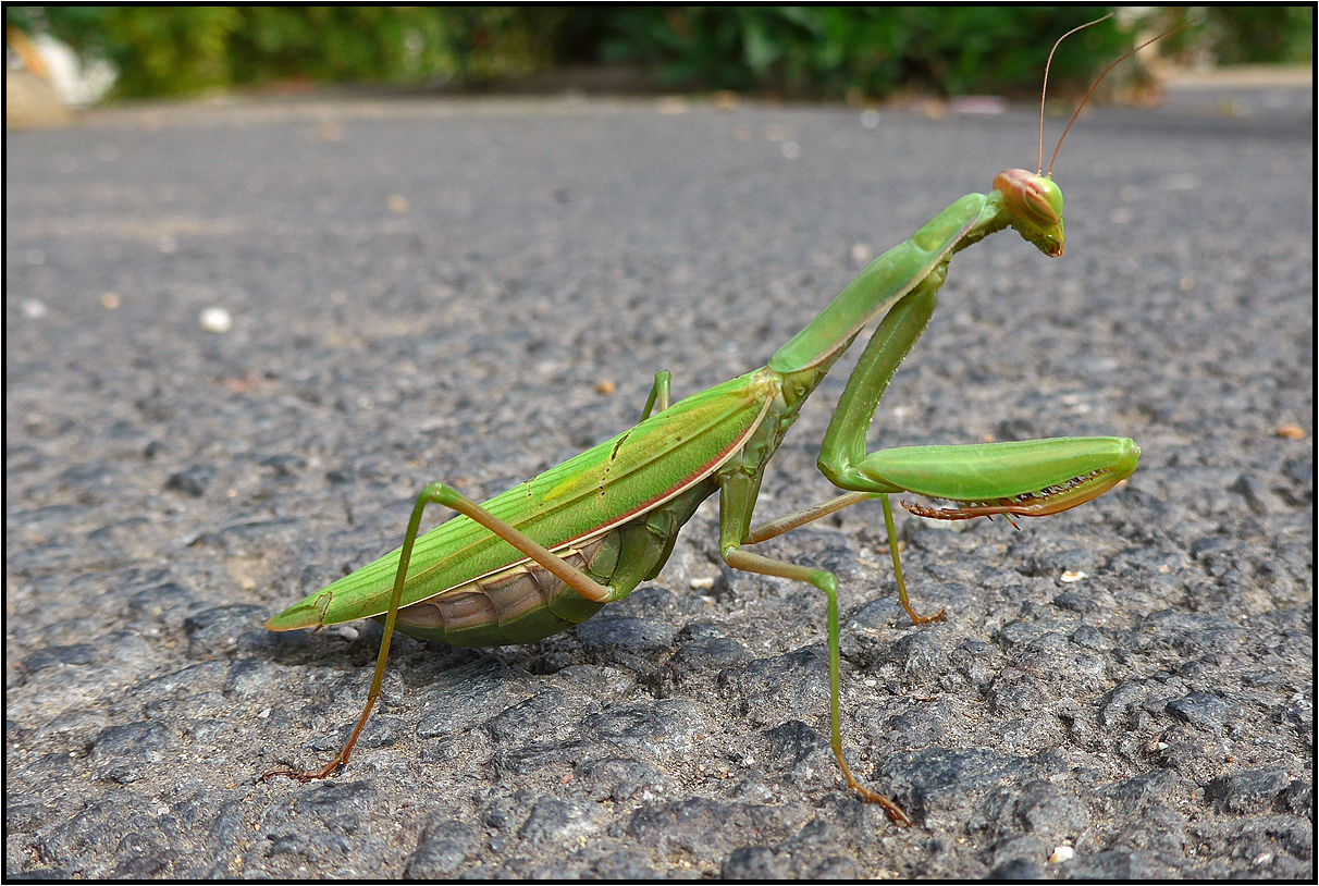 mantis | parking |