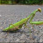 mantis | parking |