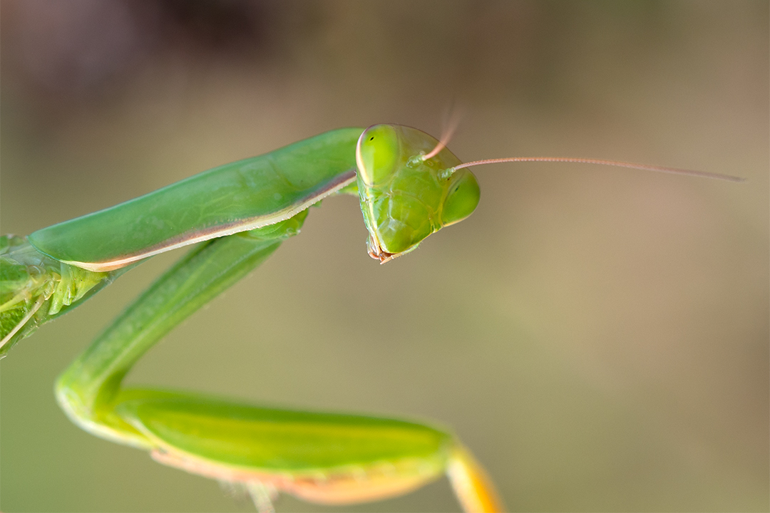 Mantis-Portait