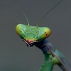 Mantis - Portrait