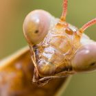 Mantis Portrait