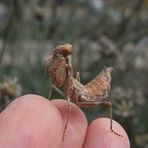 Mantis posando