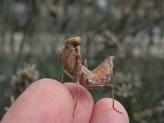 Mantis posando