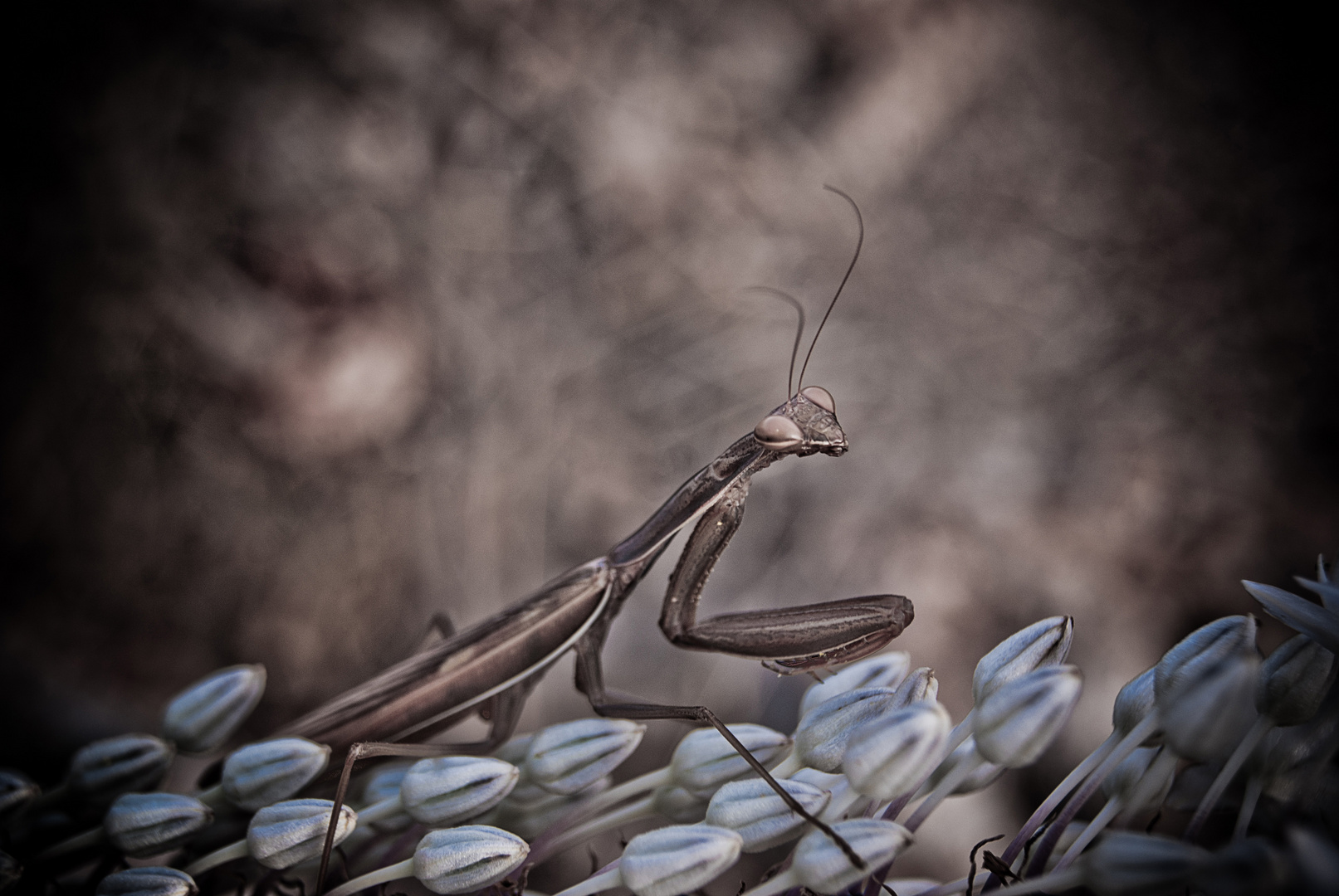 mantis posando