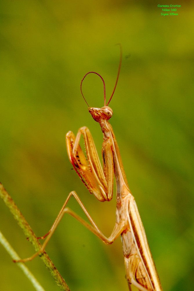 Mantis Preying 3