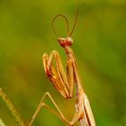 Mantis Preying 3