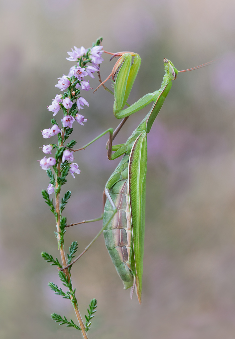 Mantis relgiosa grün.