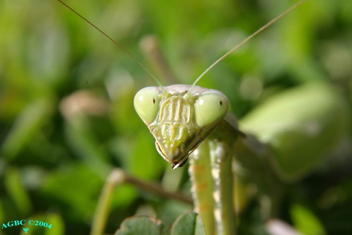 Mantis religiosa 004178 (Sh+)