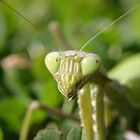 Mantis religiosa 004178 (Sh+)