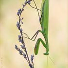 ~Mantis religiosa~