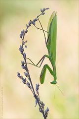 ~Mantis religiosa~