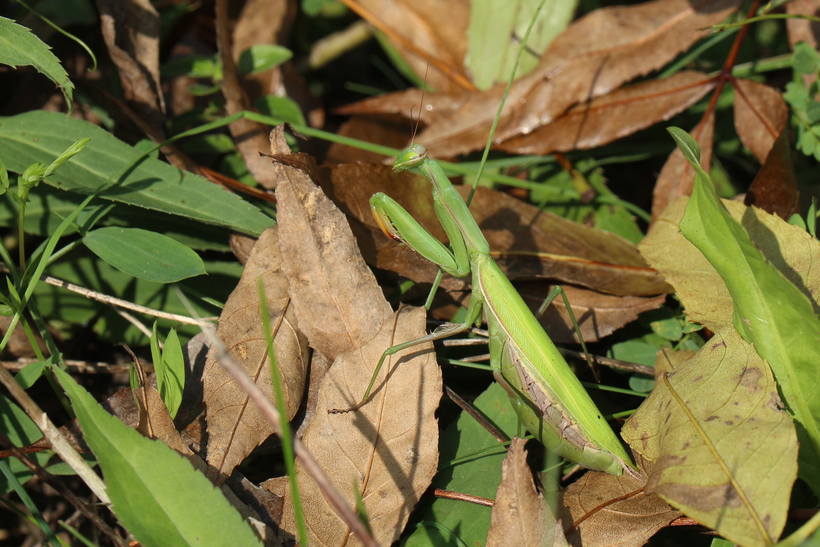 Mantis religiosa