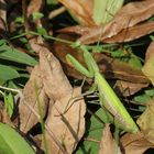 Mantis religiosa