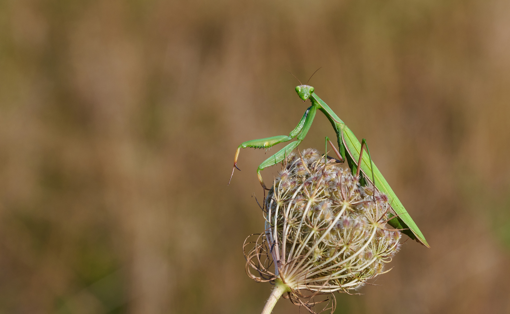 Mantis religiosa