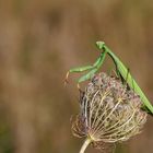 Mantis religiosa