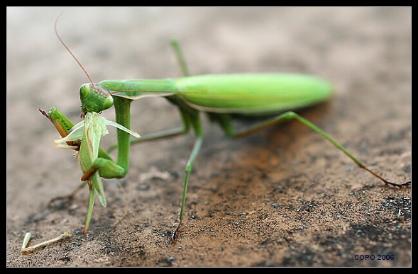 Mantis religiosa.