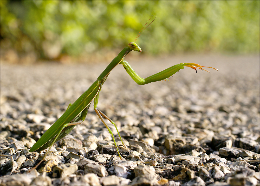 Mantis religiosa