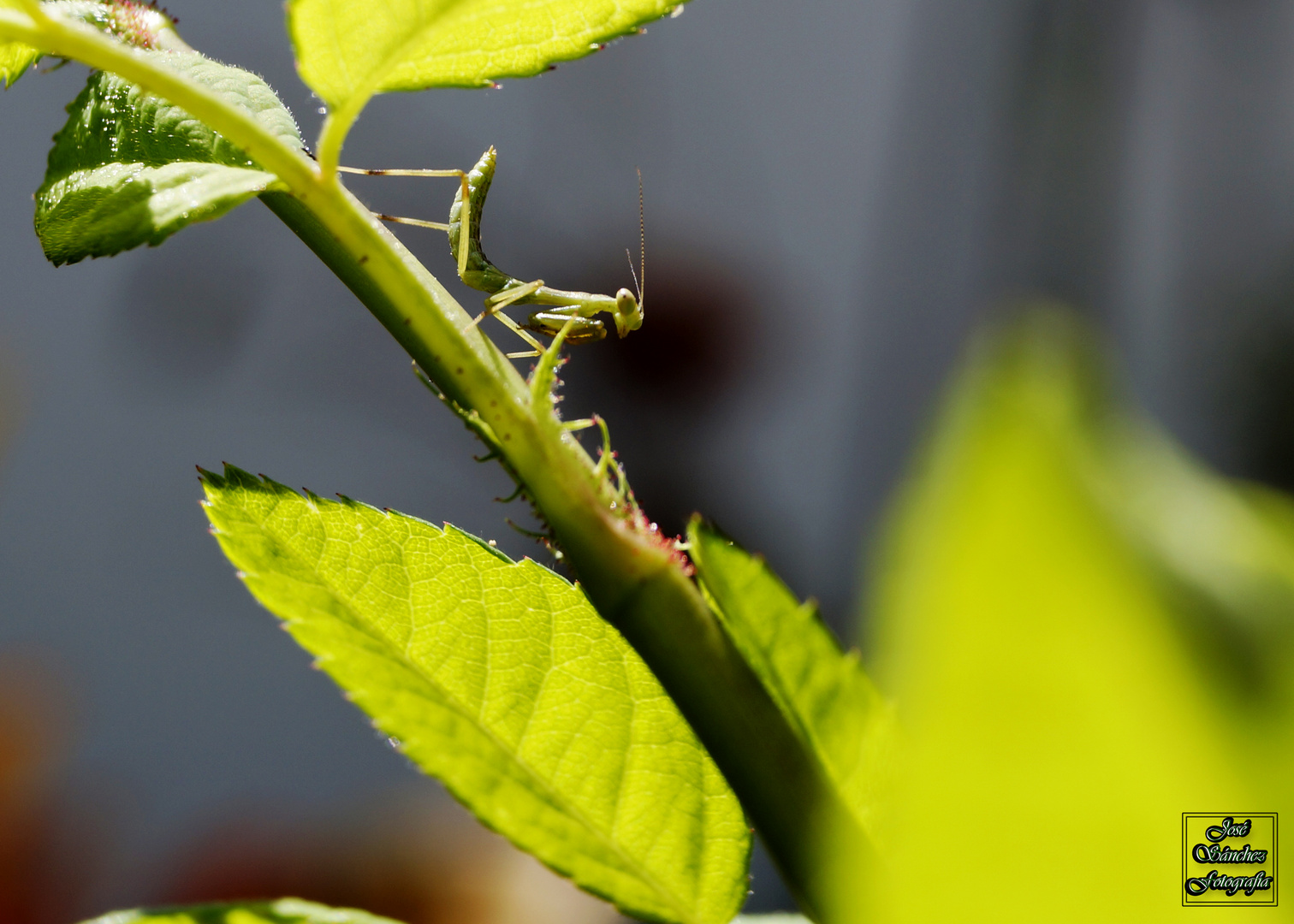 Mantis religiosa 09