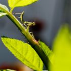 Mantis religiosa 09