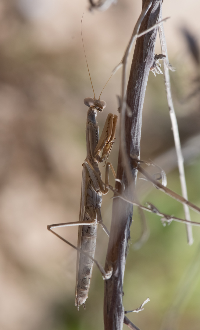 Mantis  Religiosa