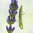 Mantis religiosa