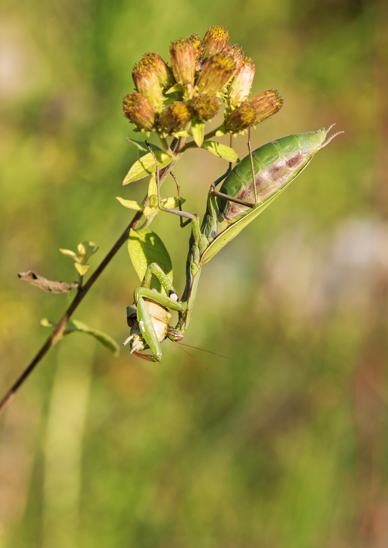 Mantis religiosa