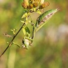 Mantis religiosa