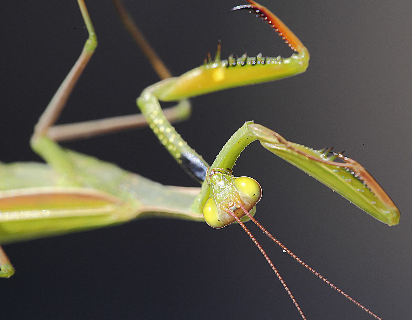 Mantis religiosa