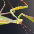 Mantis religiosa