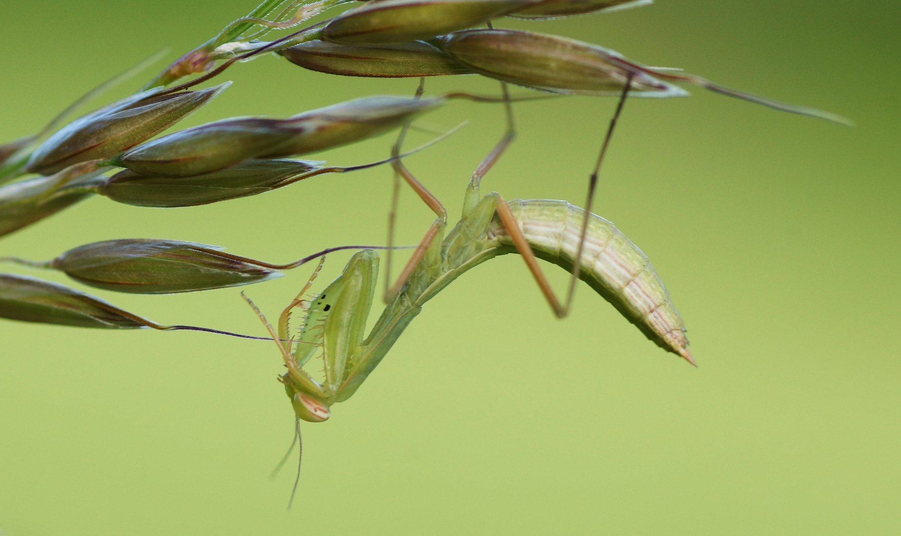 Mantis religiosa