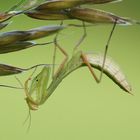 Mantis religiosa