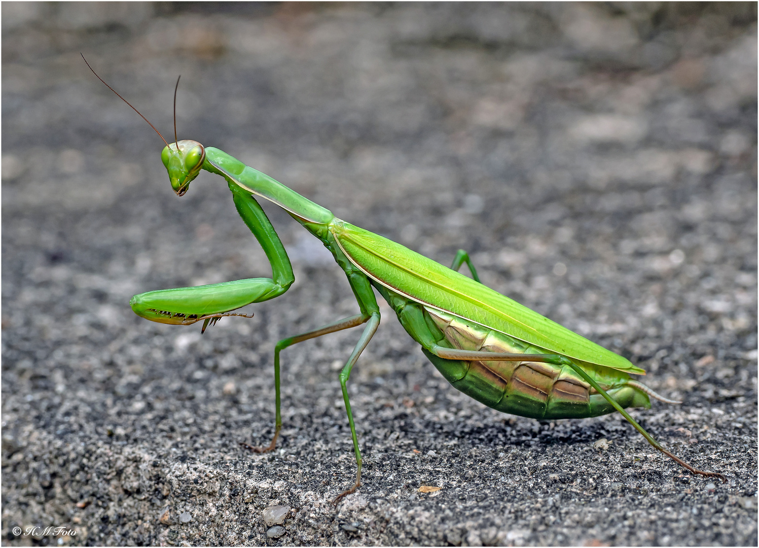 Mantis religiosa